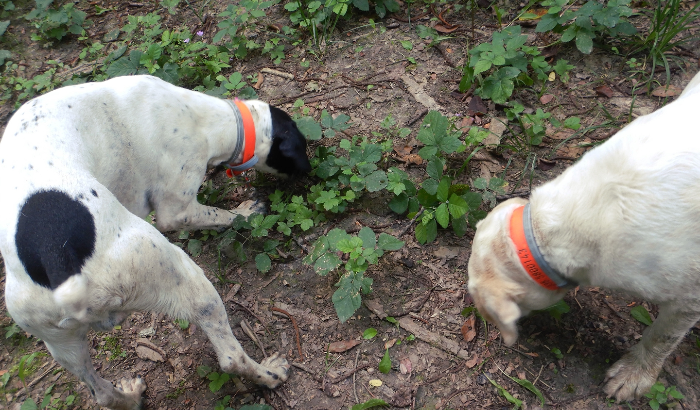 Who Let the Dogs Out? 